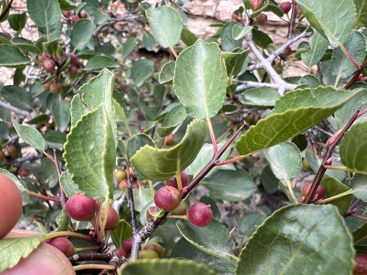 Rhamnus orbiculata