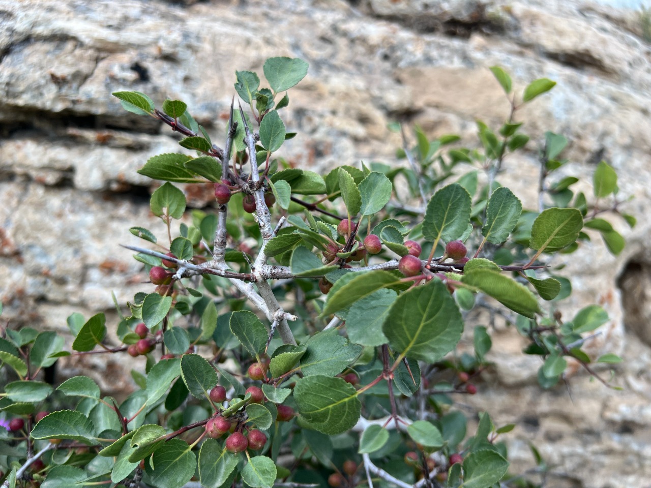 Rhamnus orbiculata