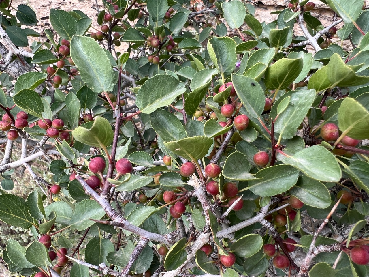 Rhamnus orbiculata