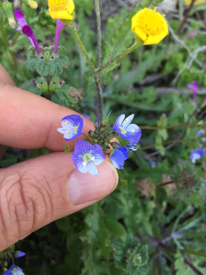 Veronica debilis