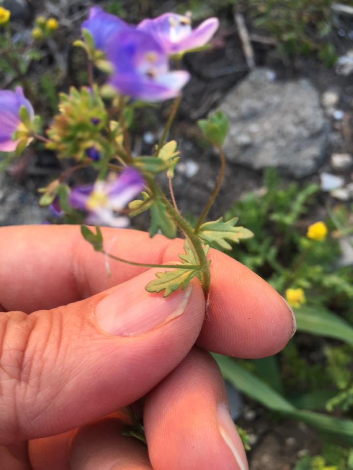 Veronica debilis