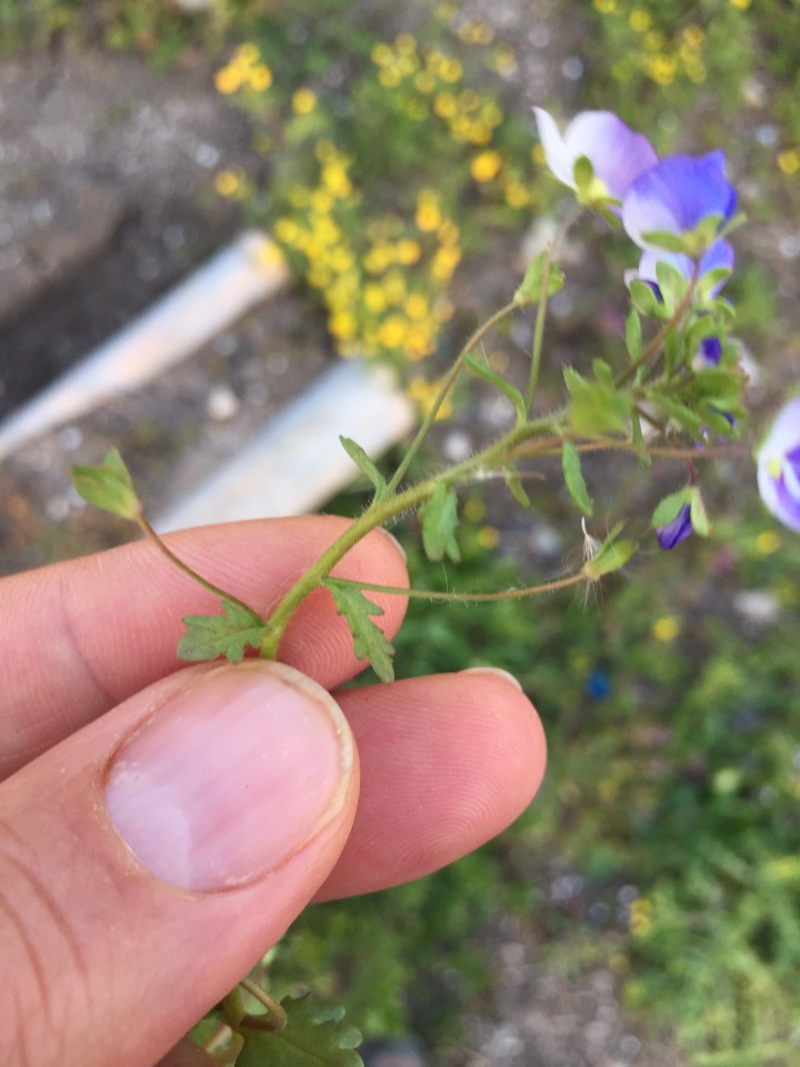 Veronica debilis