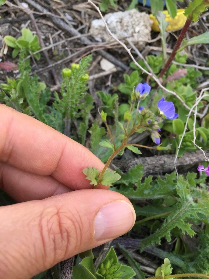 Veronica debilis