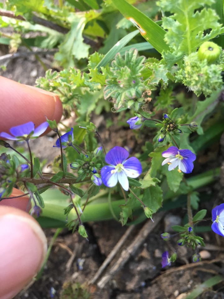 Veronica debilis