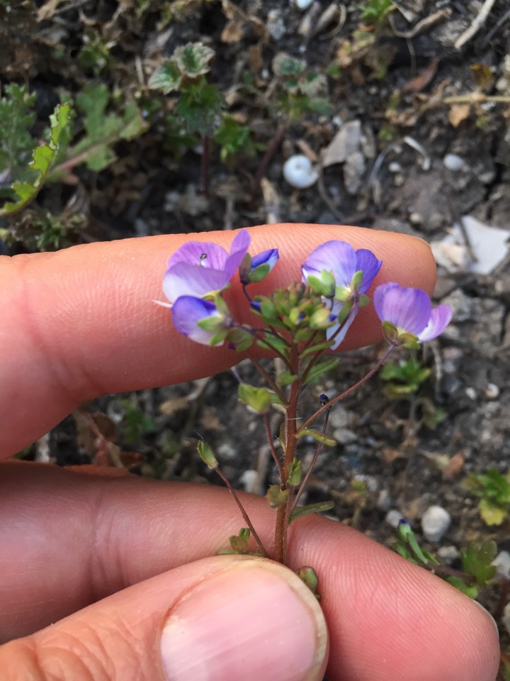 Veronica debilis
