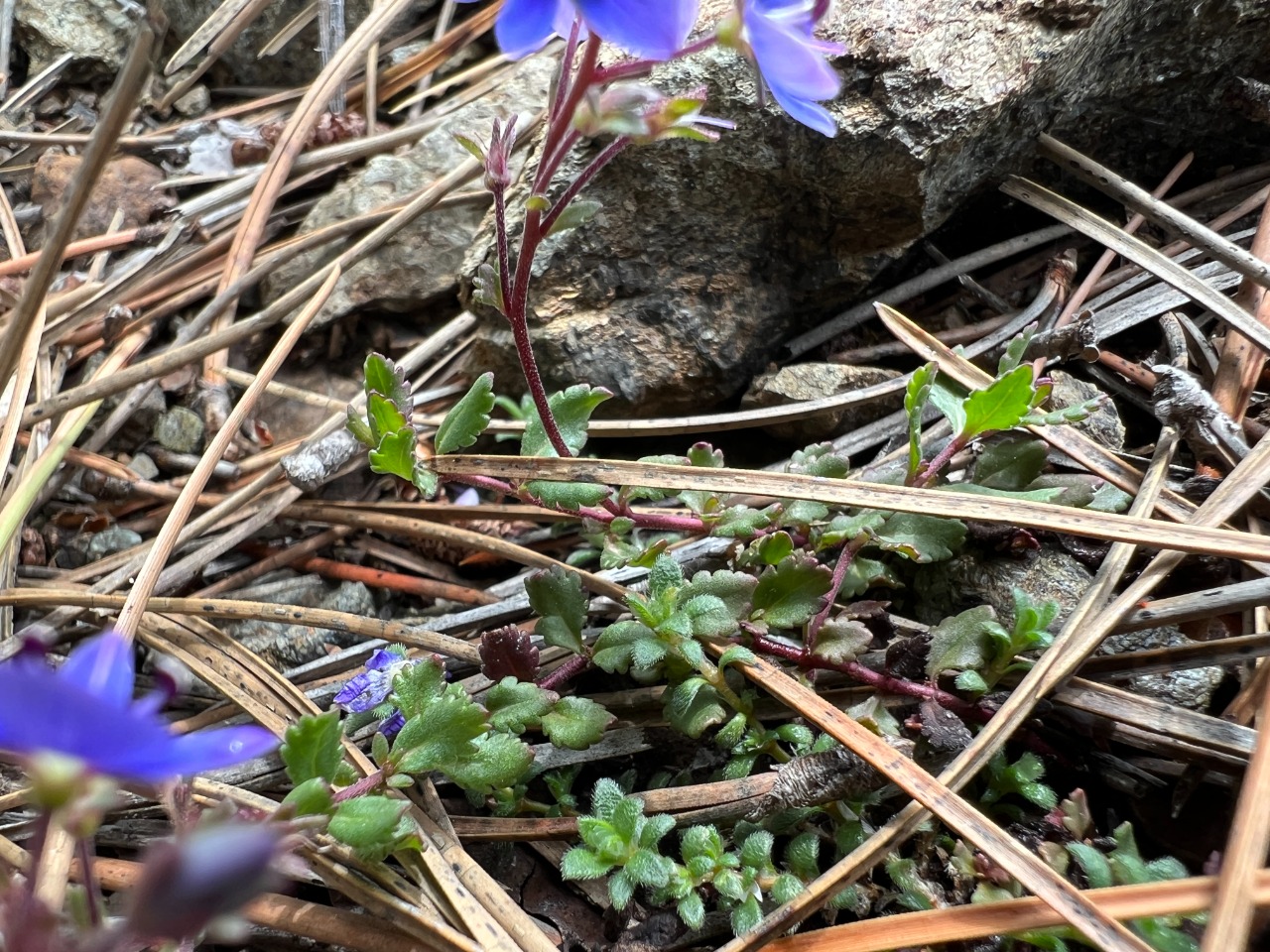 Veronica cuneifolia