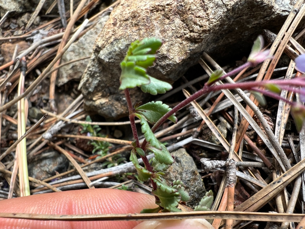 Veronica cuneifolia