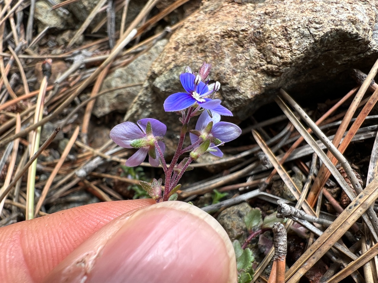 Veronica cuneifolia