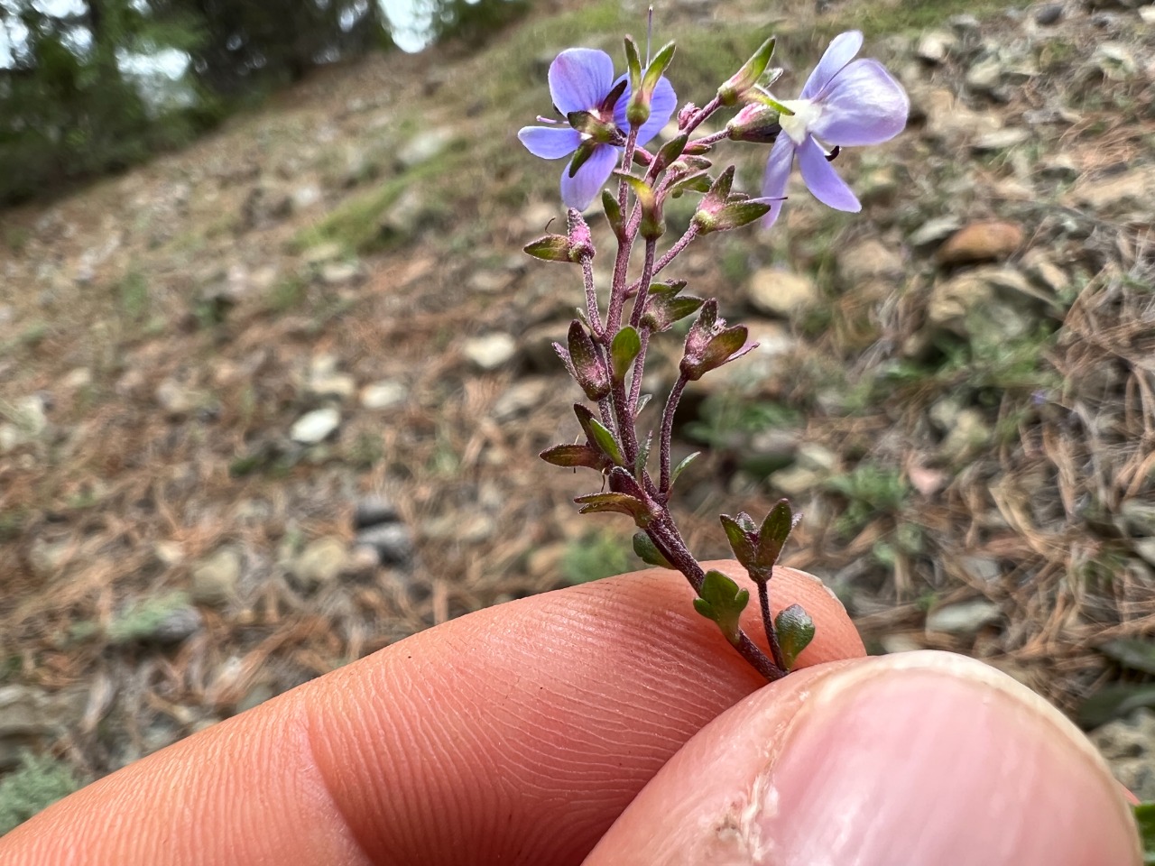 Veronica cuneifolia