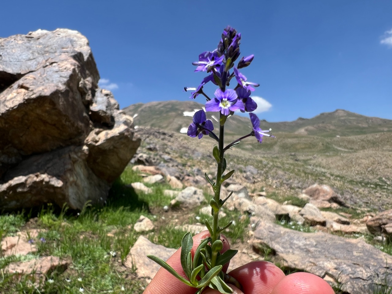 Veronica gentianoides subsp. glacialis