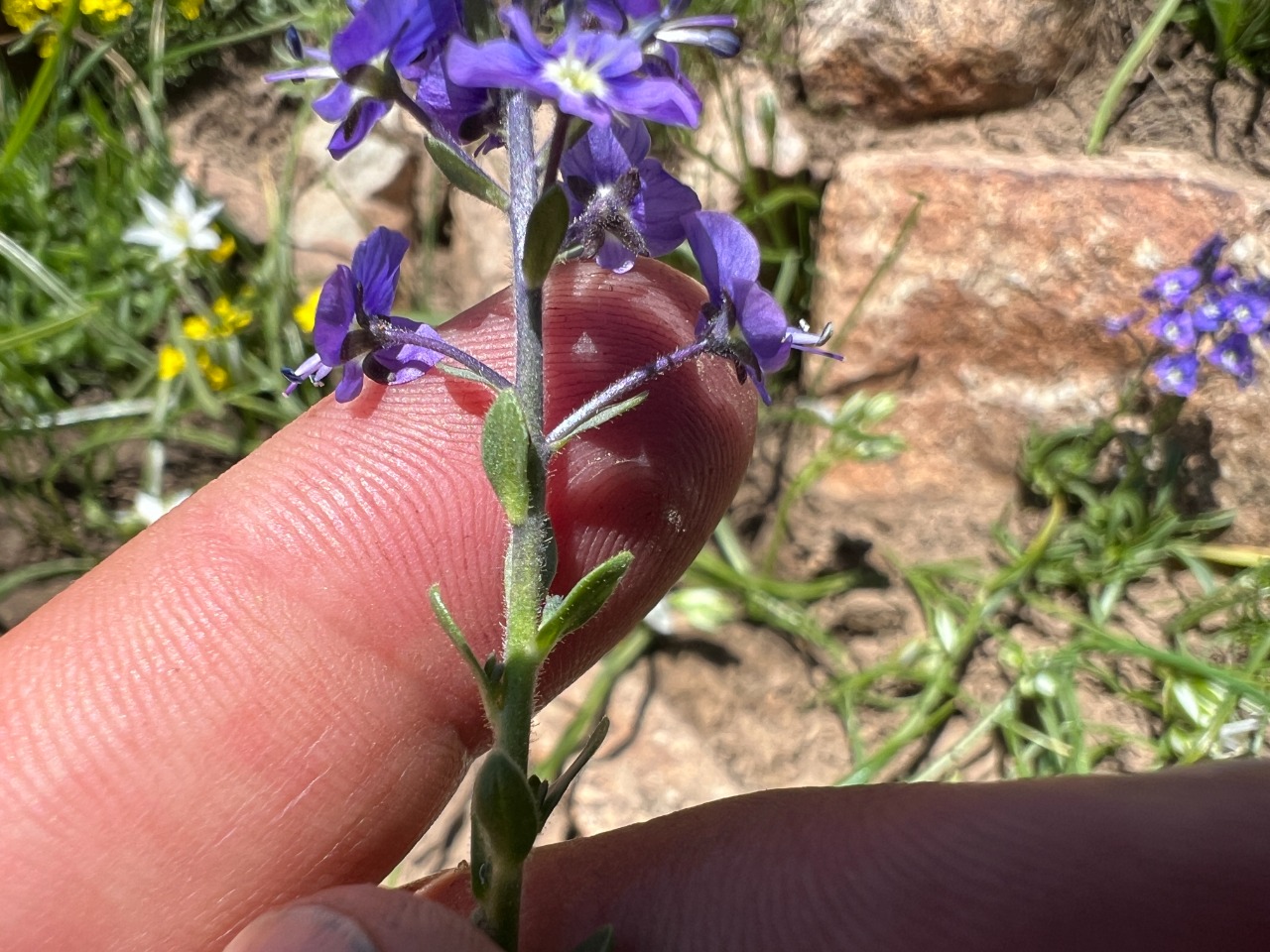 Veronica gentianoides subsp. glacialis