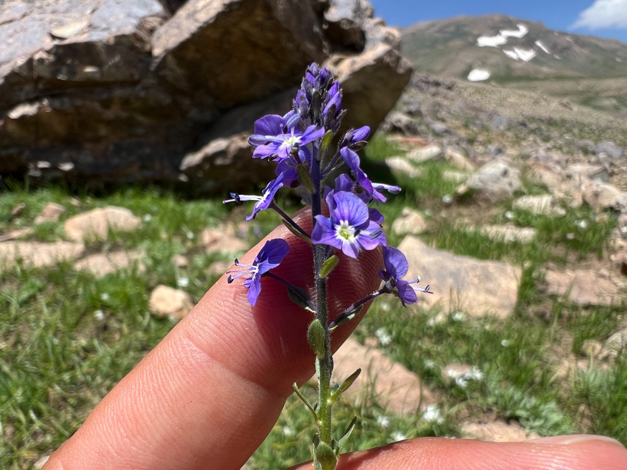 Veronica gentianoides subsp. glacialis