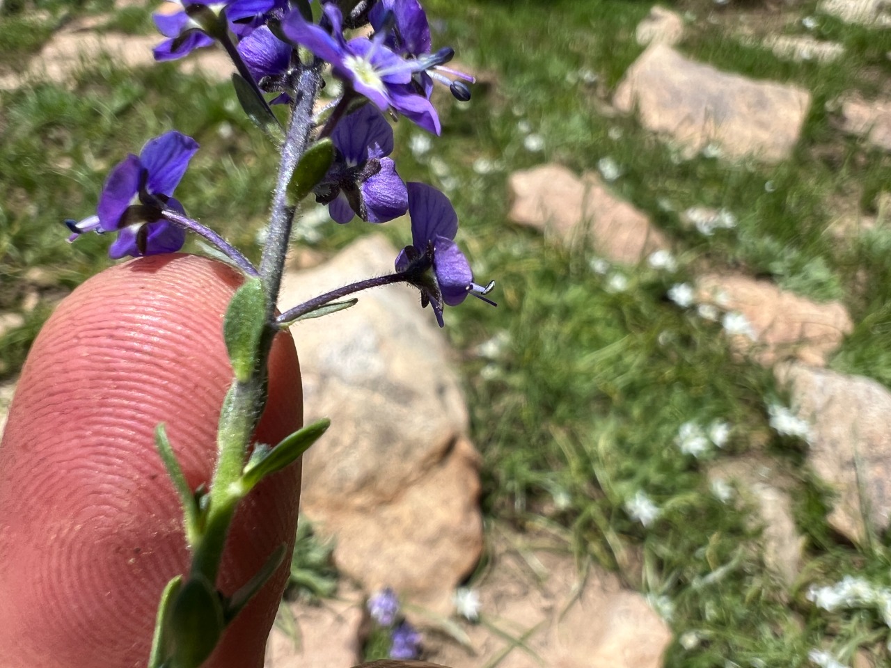 Veronica gentianoides subsp. glacialis