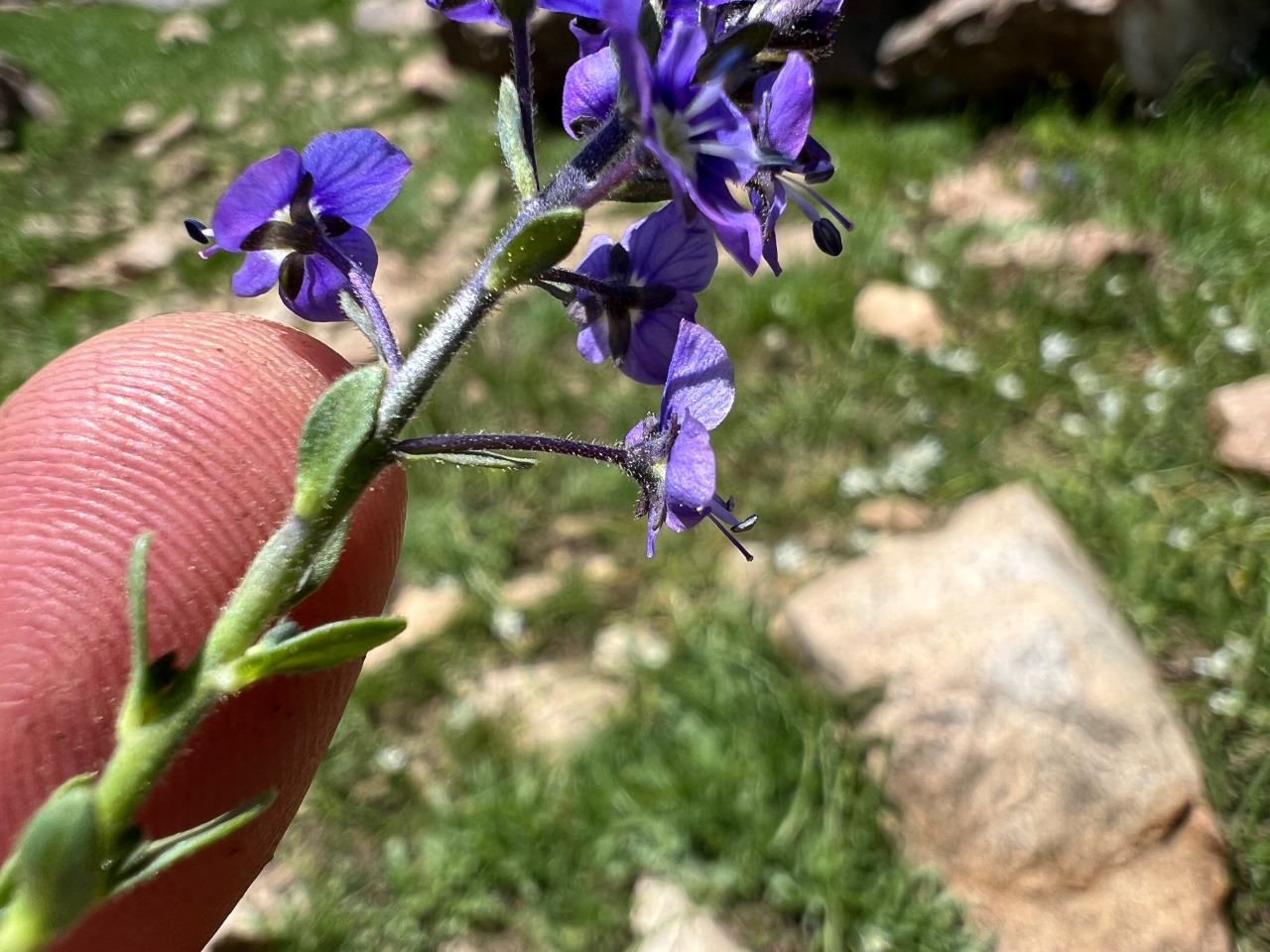 Veronica gentianoides subsp. glacialis