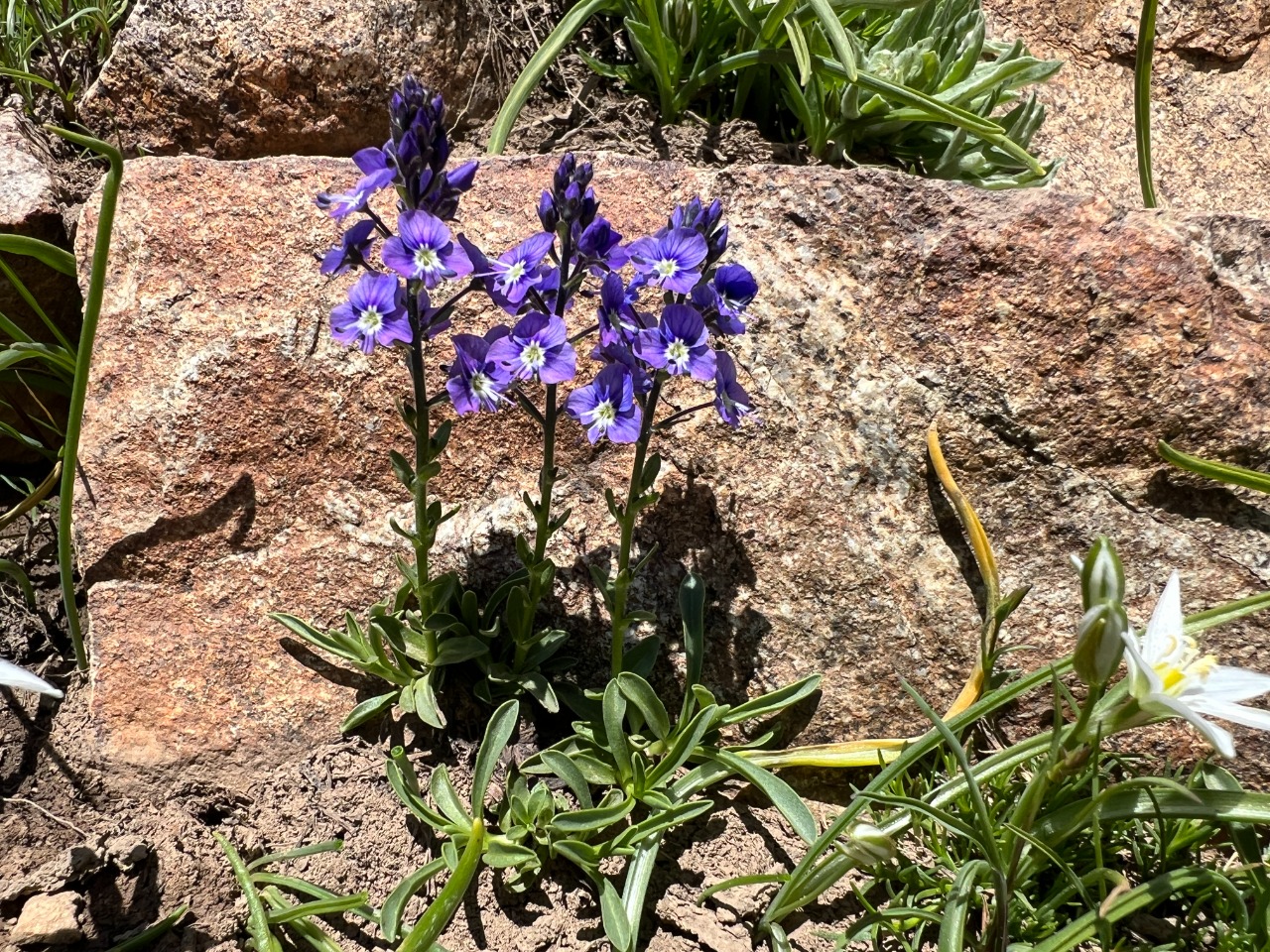 Veronica gentianoides subsp. glacialis