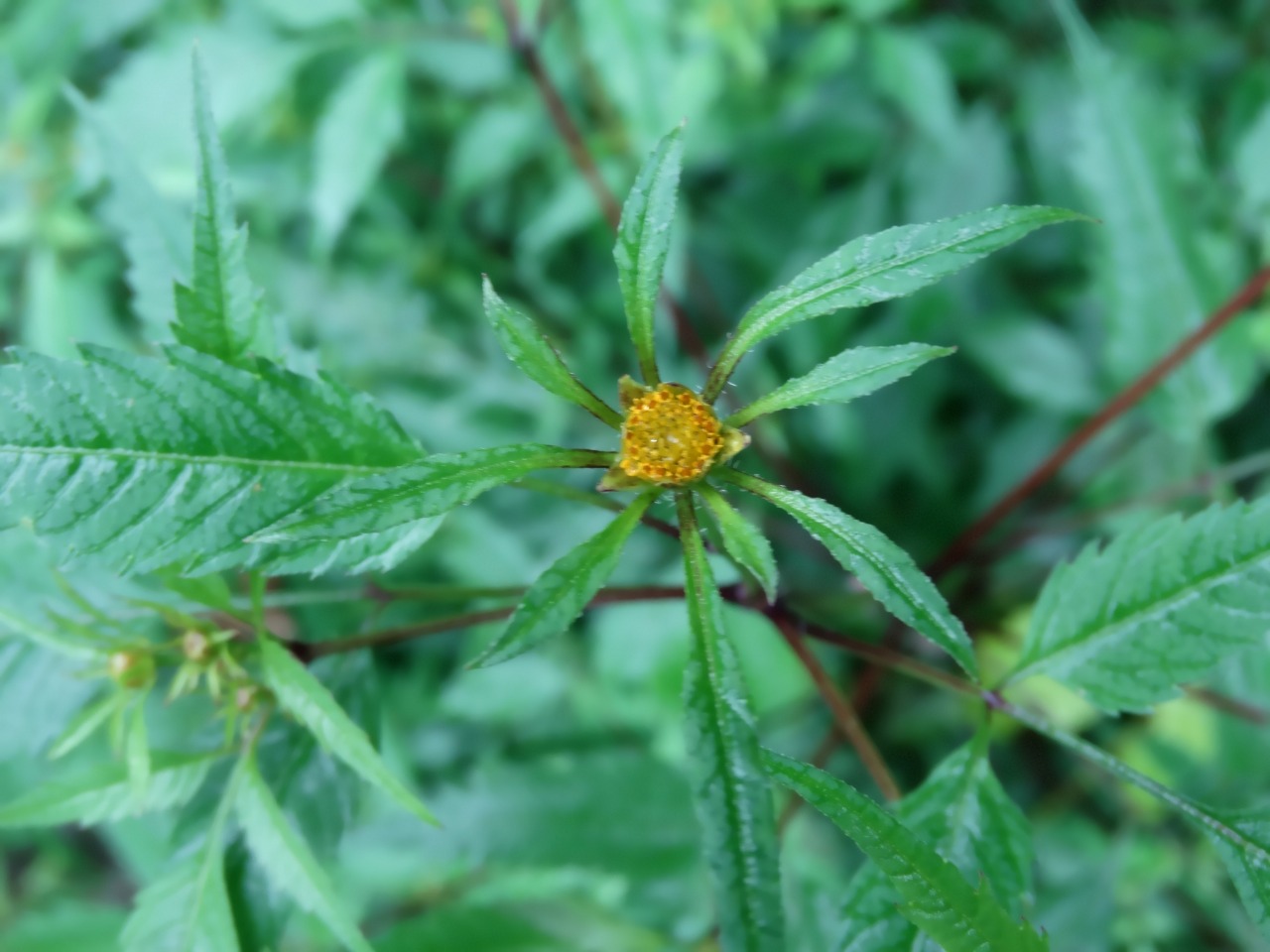 Bidens frondosa