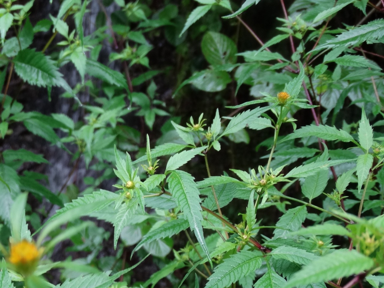 Bidens frondosa