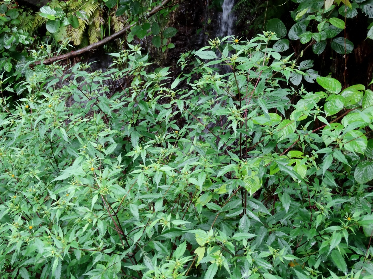 Bidens frondosa