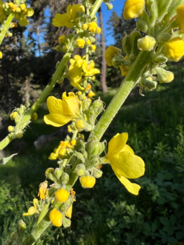 Verbascum armenum