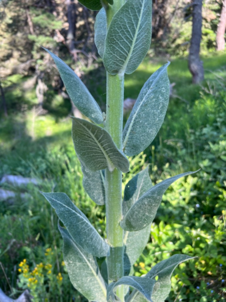 Verbascum armenum