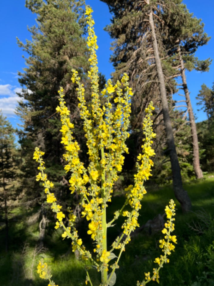 Verbascum armenum