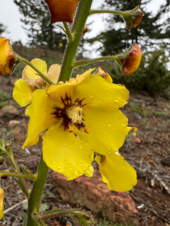 Verbascum adenocarpum