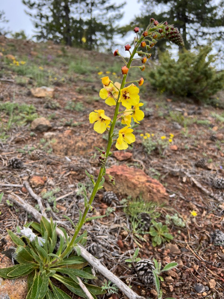 Verbascum adenocarpum