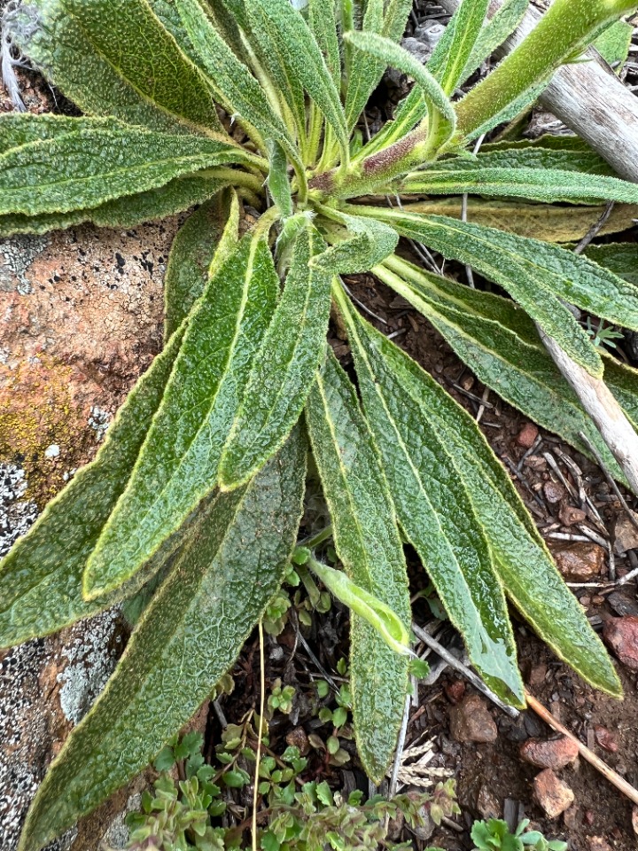 Verbascum adenocarpum