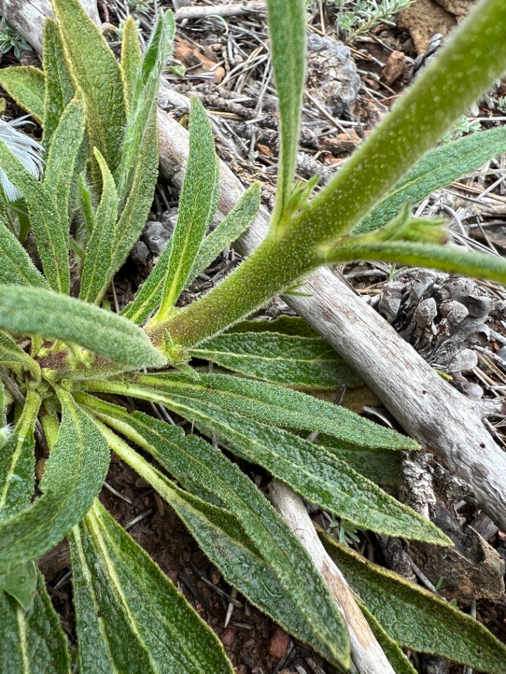 Verbascum adenocarpum