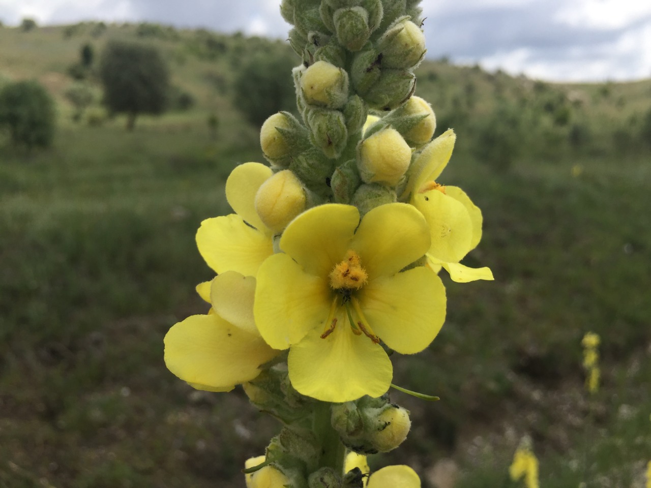 Verbascum ovalifolium