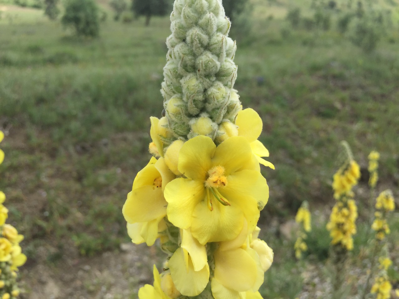 Verbascum ovalifolium