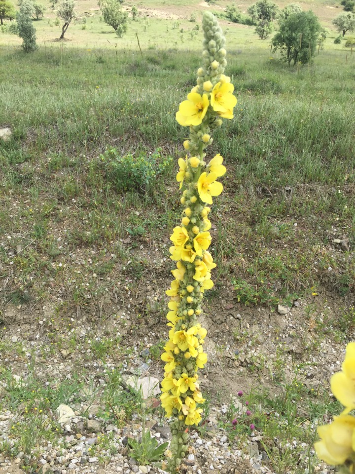 Verbascum ovalifolium