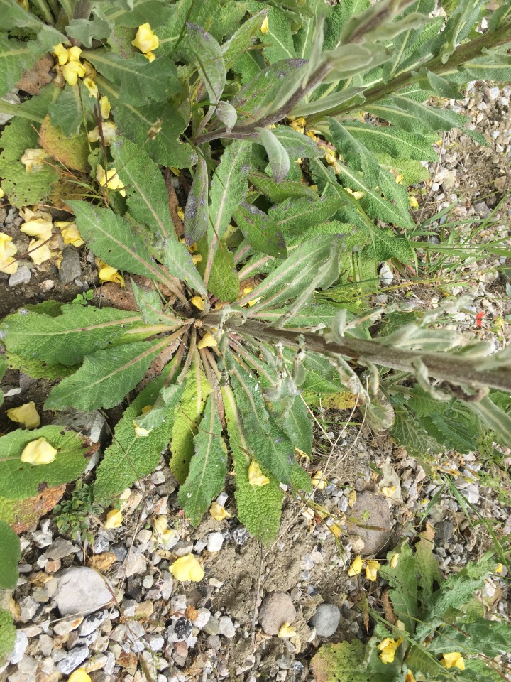 Verbascum ovalifolium