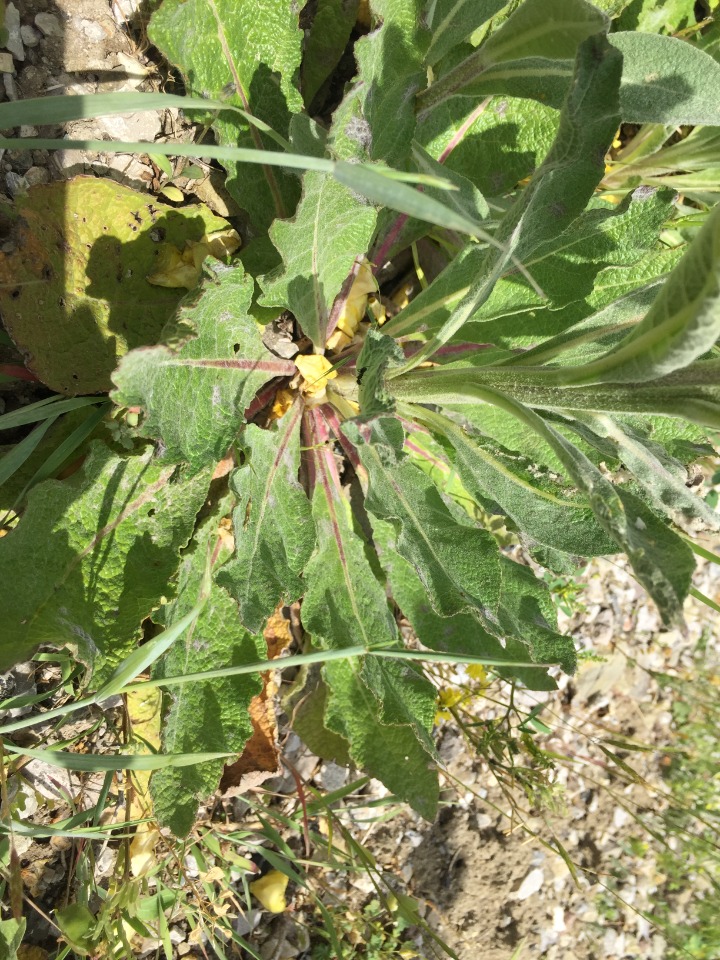 Verbascum ovalifolium