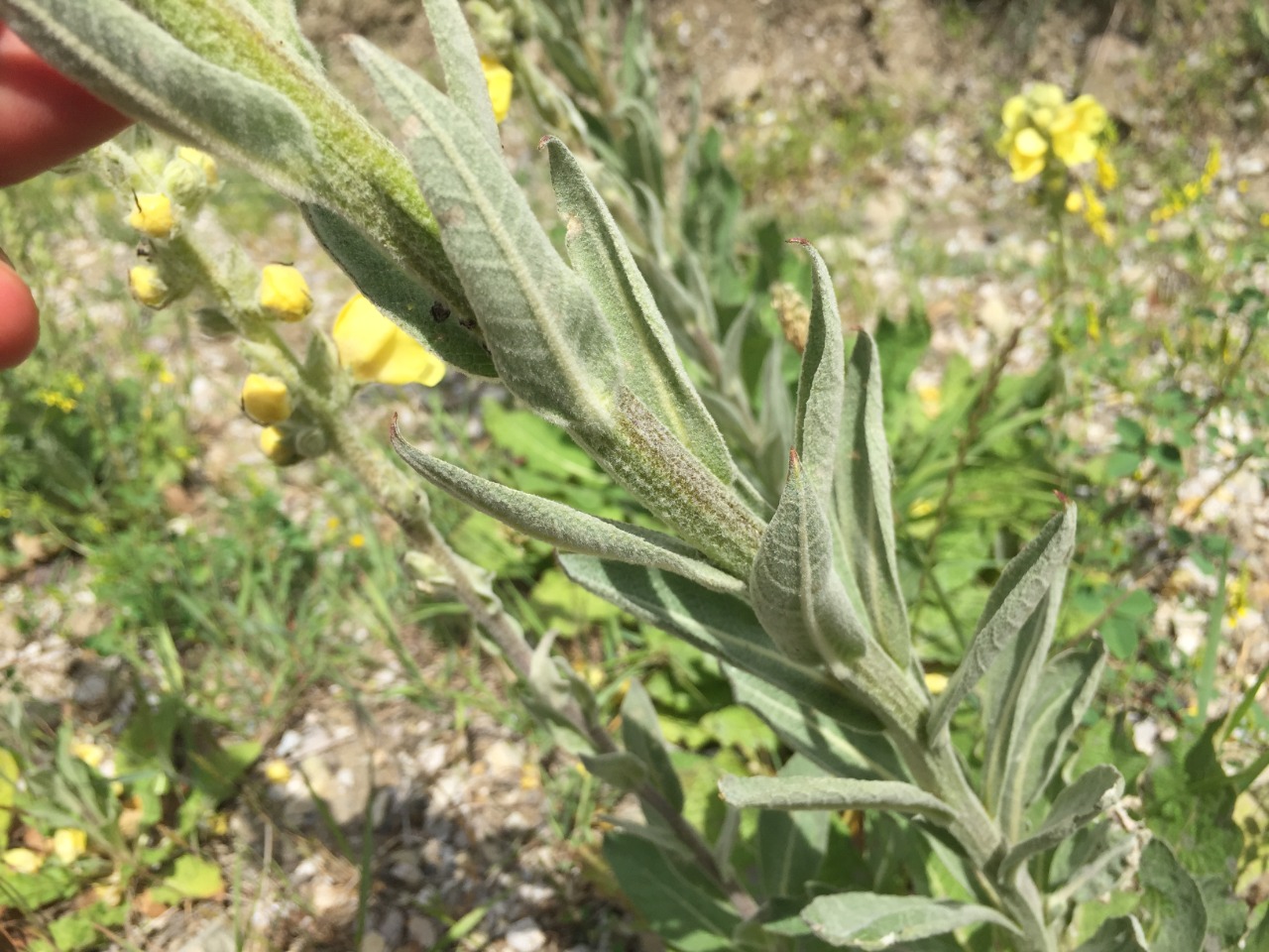 Verbascum ovalifolium