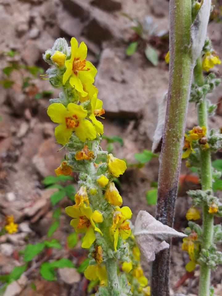 Verbascum ovalifolium