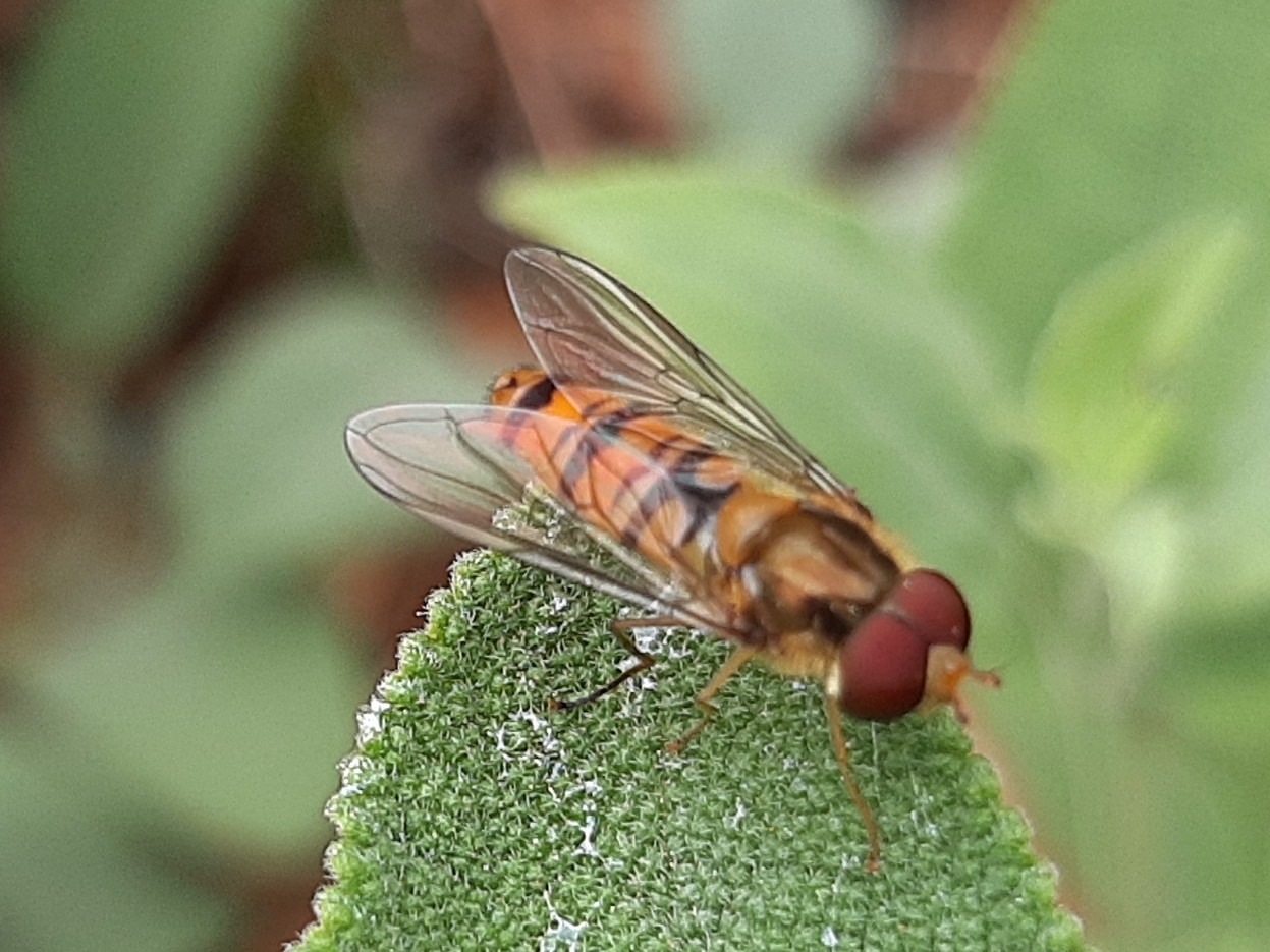 Episyrphus balteatus