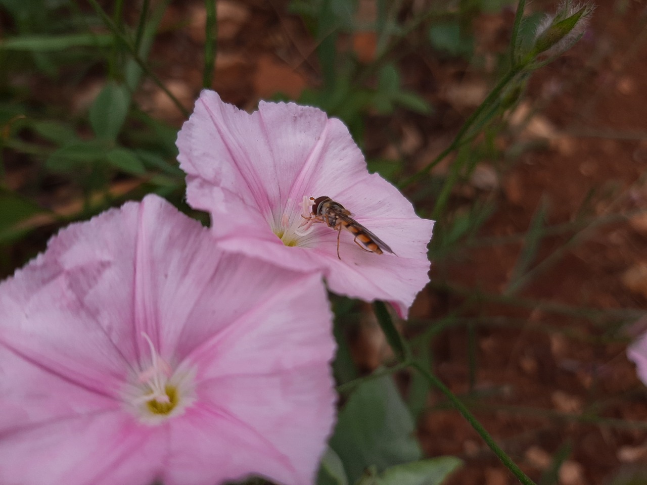 Episyrphus balteatus