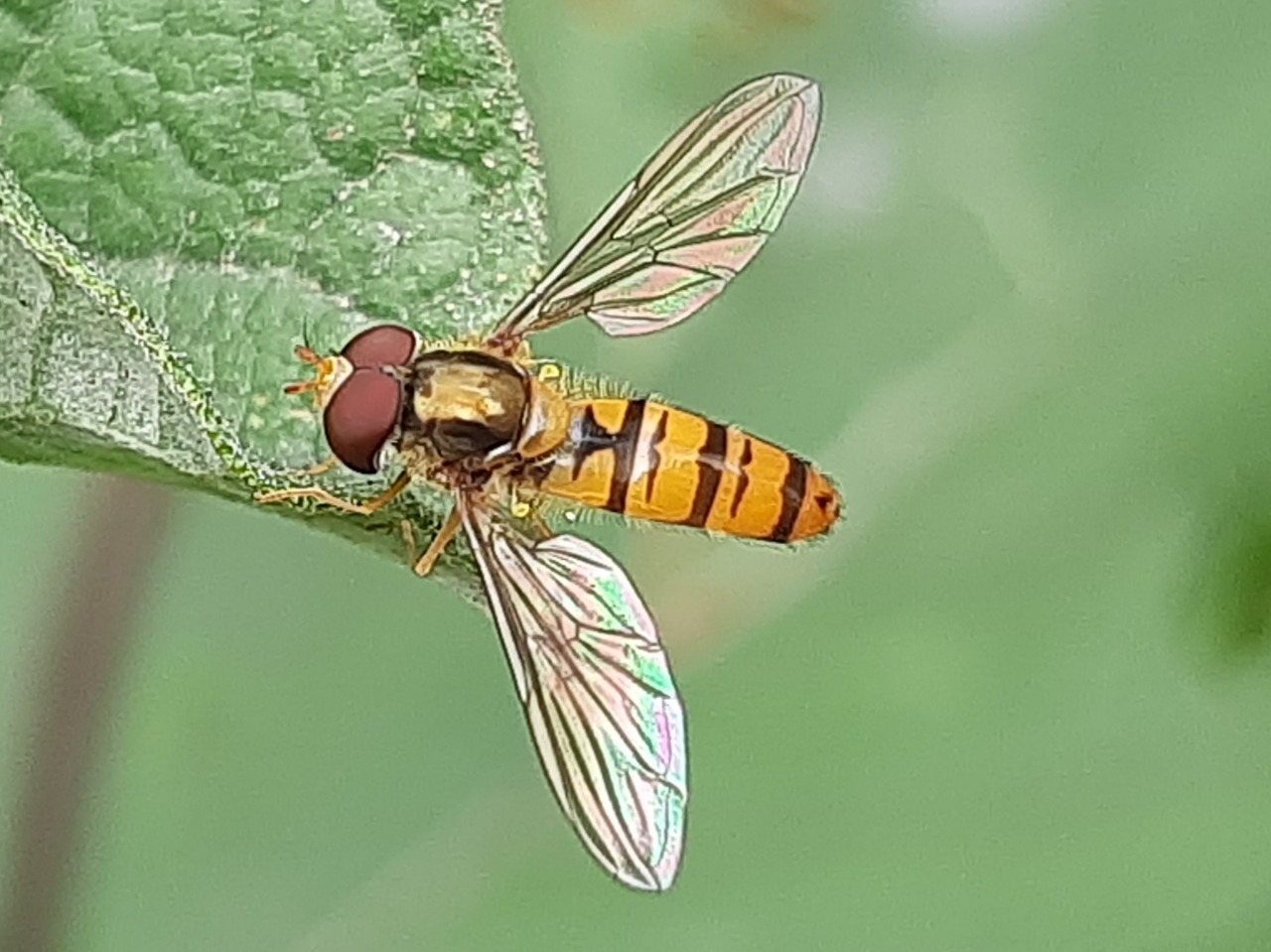 Episyrphus balteatus