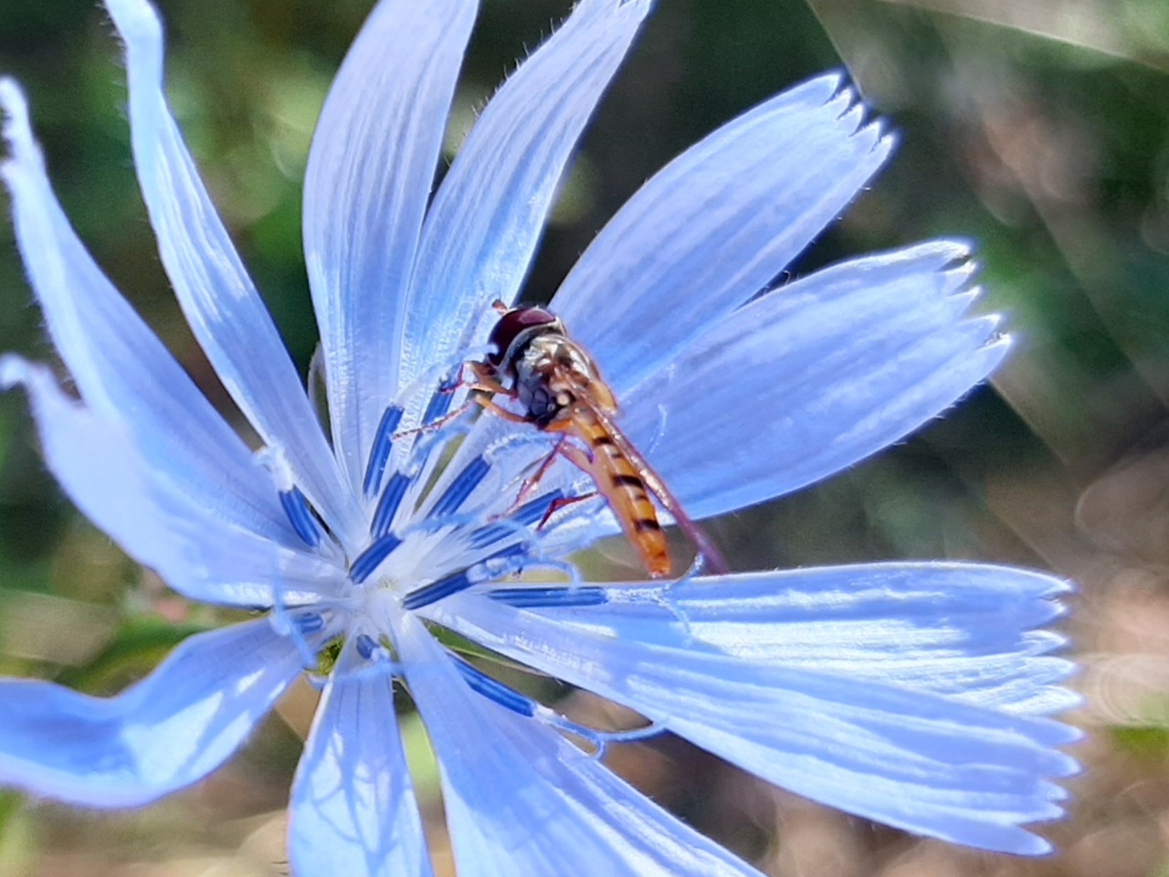 Episyrphus balteatus
