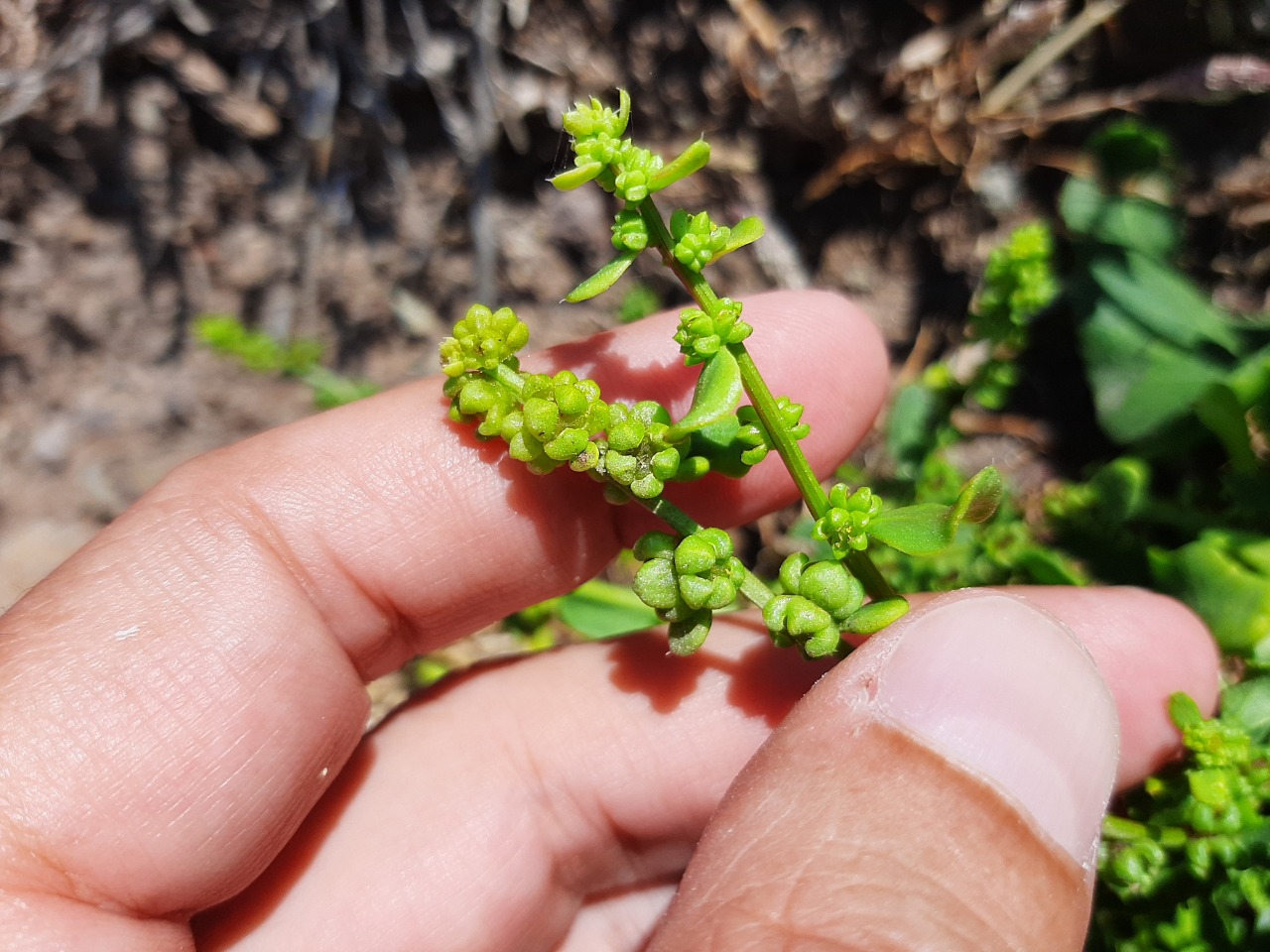 Beta vulgaris