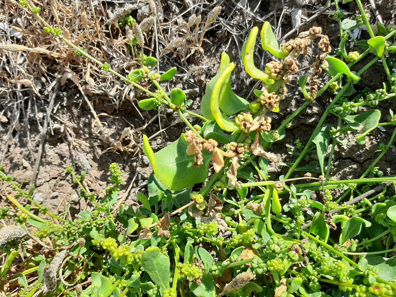 Beta vulgaris