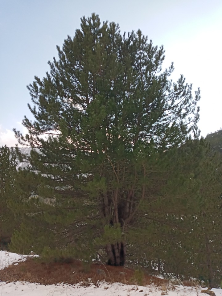 Pinus nigra subsp. pallasiana var. pallasiana f. seneriana