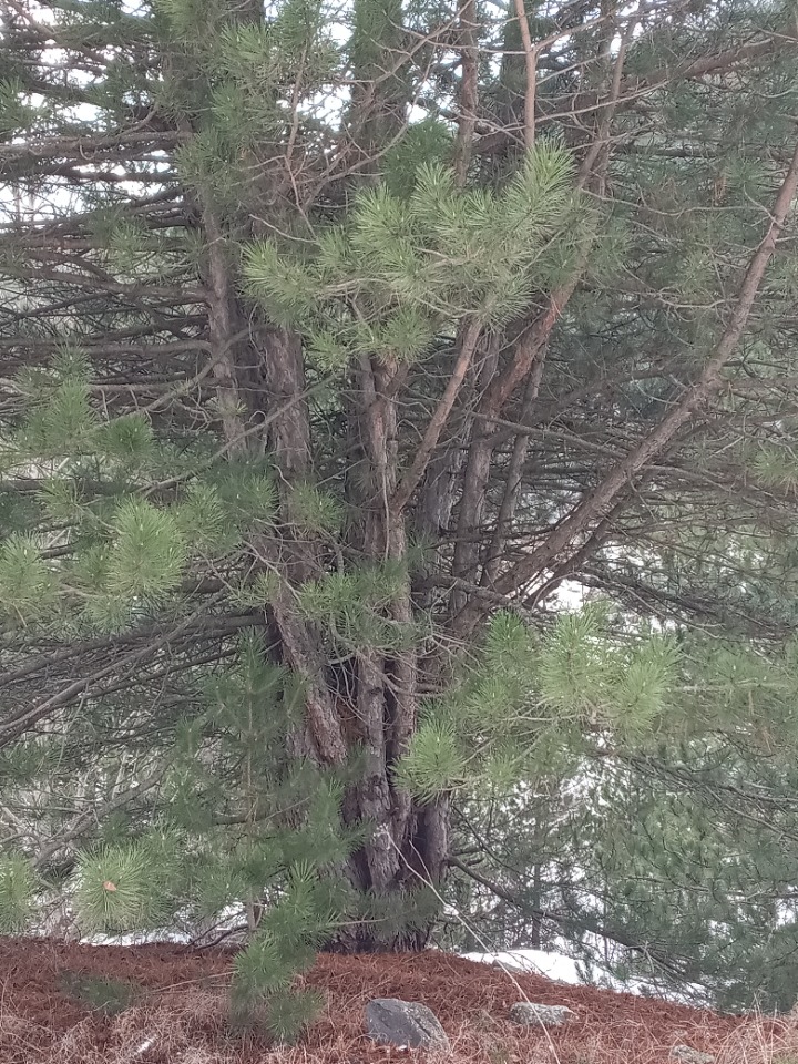 Pinus nigra subsp. pallasiana var. pallasiana f. seneriana