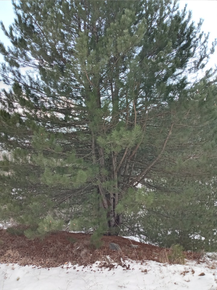 Pinus nigra subsp. pallasiana var. pallasiana f. seneriana