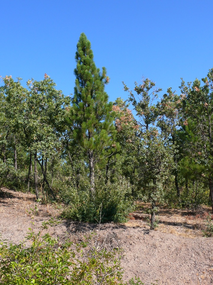 Pinus nigra subsp. pallasiana var. fastigiata