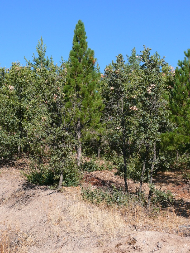 Pinus nigra subsp. pallasiana var. fastigiata