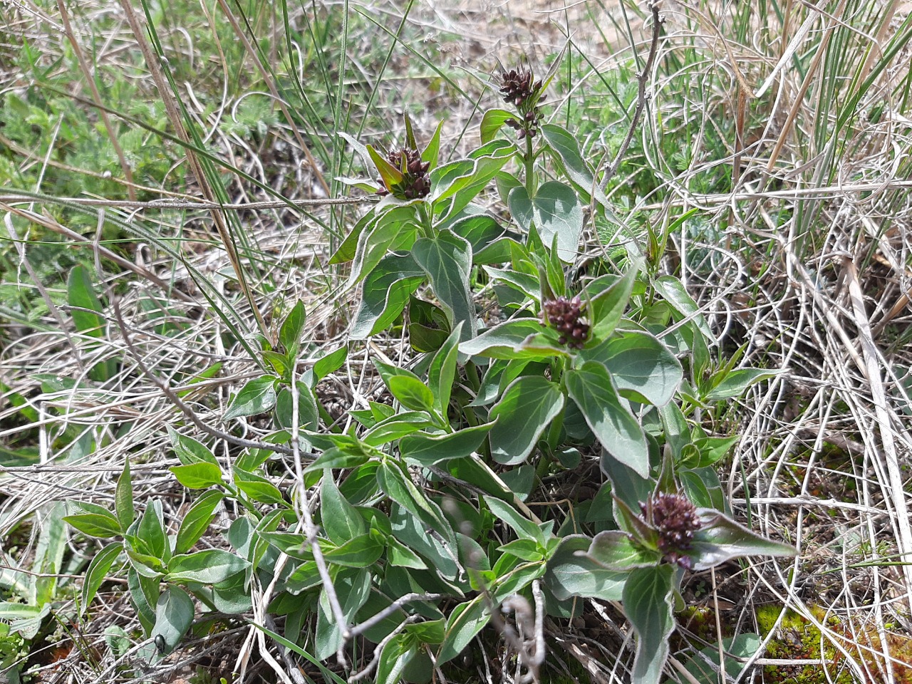 Vincetoxicum speciosum