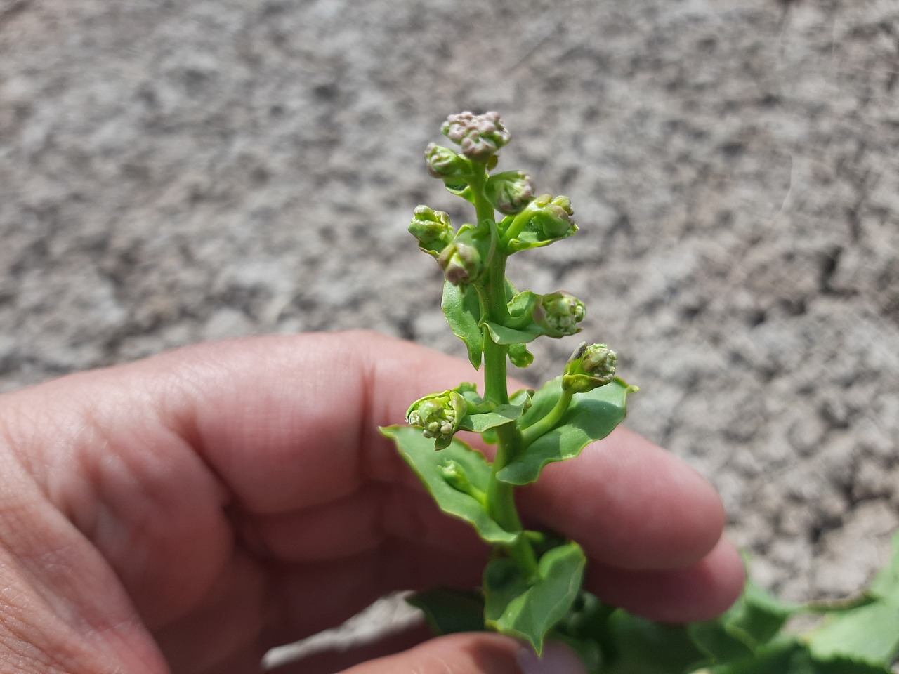 Lactuca sativa