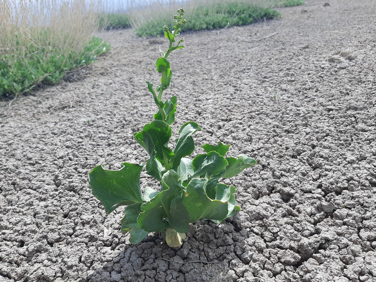 Lactuca sativa